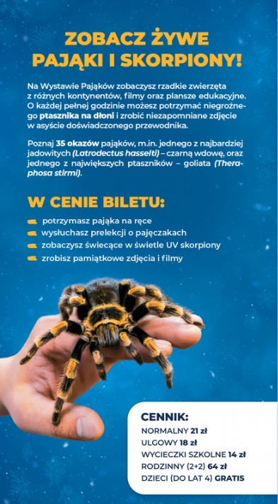 Pająki_(2)