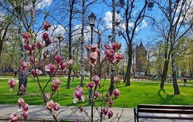 Skwer Cyryla Sroczyńskiego. Na pierwszym planie kwitnące na r&oacute;żowo magnolie. W tle trawnik, alejka spacerowa oraz ceglana zabytkowa wieża ciśnień. 