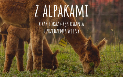 Zdjęcie do Spotkanie z alpakami w Chojnie 