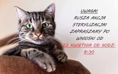 Zdjęcie do Darmowa sterylizacja i kastracja kot&oacute;w &ndash; od 22 kwietnia 