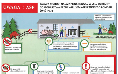 Zdjęcie do Zagrożenie afrykańskim pomorem świń