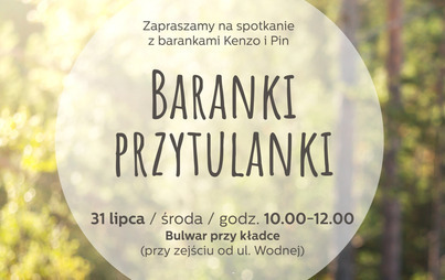 Zdjęcie do Baranki Przytulanki &ndash; spotkanie z barankami Kenzo i Pin&nbsp;