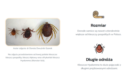 Zdjęcie do We Wronkach odnotowano przypadek kleszcza wędrownego 