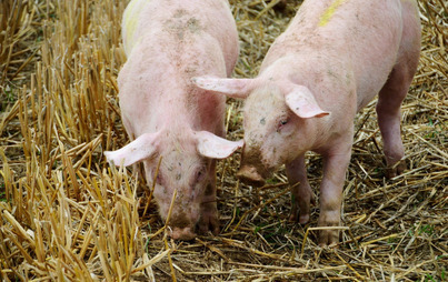 Zdjęcie do Rozporządzenie Powiatowego Lekarza Weterynarii w Szamotułach