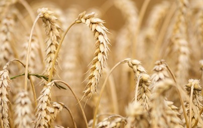 Zdjęcie do Informacja dla producent&oacute;w rolnych poszkodowanych w wyniku wystąpienia suszy