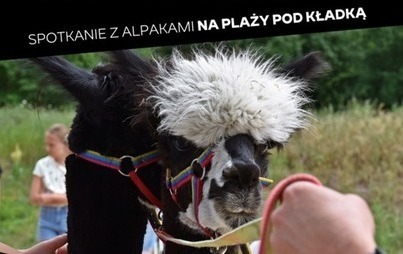 Zdjęcie do Alpaki cudaki! 
